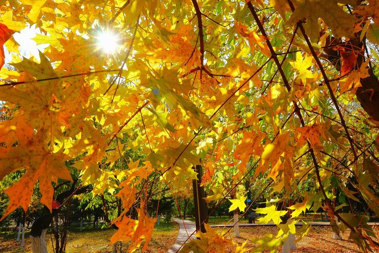 如何有效治疗并恢复心脏的正常功能?