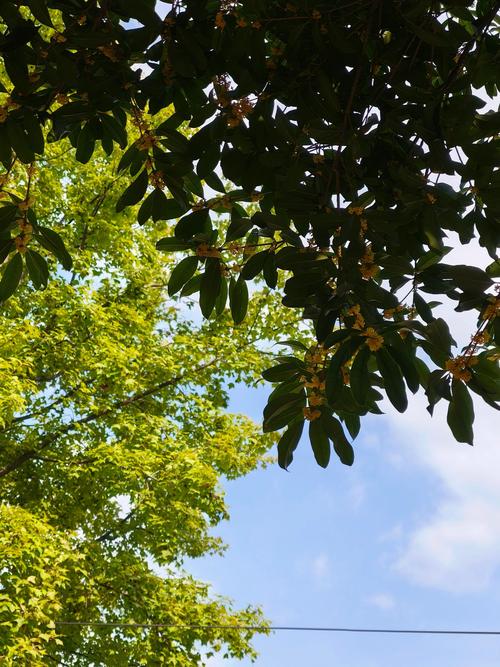 满城桂花香!却让鼻炎患者犯愁?南京太乙堂中医来支招